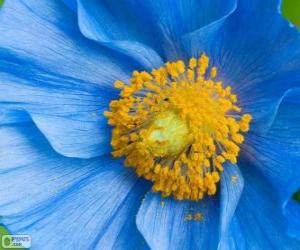 yapboz Mavi çiçek